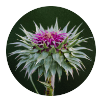 Mariendistel